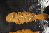  ( - RICK-0050)  @13 [ ] CreativeCommons - Attribution (2013) Kathryn Hotke Centre for Biodiversity Genomics