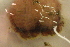  ( - KHBC-S13-0062)  @12 [ ] CreativeCommons - Attribution (2013) Kathryn Hotke Centre for Biodiversity Genomics