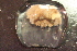  ( - KHBC-S13-0068)  @13 [ ] CreativeCommons - Attribution (2013) Kathryn Hotke Centre for Biodiversity Genomics