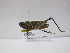  (Heteracris sp - KBGP214)  @11 [ ] CreativeCommons - Attribution Non-Commercial Share-Alike (2018) Unspecified Stellenbosch University