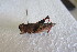  (Euryphymus - KBGP25)  @11 [ ] CreativeCommons - Attribution Non-Commercial Share-Alike (2017) Unspecified Stellenbosch University