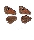  ( - KBGPB3)  @11 [ ] CreativeCommons - Attribution Non-Commercial Share-Alike (2017) Unspecified he Lepidopterists Society of Africa