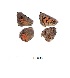  (Aloeides pierus - KBGPB5)  @11 [ ] CreativeCommons - Attribution Non-Commercial Share-Alike (2017) Unspecified he Lepidopterists Society of Africa