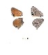  (Leptomyrina lara - KBGPB7)  @11 [ ] CreativeCommons - Attribution Non-Commercial Share-Alike (2017) Unspecified he Lepidopterists Society of Africa