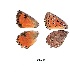  (Aloeides damarensis - KBGPB14)  @11 [ ] CreativeCommons - Attribution Non-Commercial Share-Alike (2017) Unspecified he Lepidopterists Society of Africa