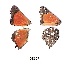  ( - KBGPB33)  @11 [ ] CreativeCommons - Attribution Non-Commercial Share-Alike (2017) Unspecified he Lepidopterists Society of Africa