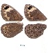  (Torynesis - KBGPB43)  @11 [ ] CreativeCommons - Attribution Non-Commercial Share-Alike (2017) Unspecified he Lepidopterists Society of Africa