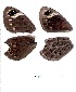  ( - KBGPB49)  @11 [ ] CreativeCommons - Attribution Non-Commercial Share-Alike (2017) Unspecified he Lepidopterists Society of Africa