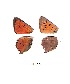  ( - KBGPB61)  @11 [ ] CreativeCommons - Attribution Non-Commercial Share-Alike (2017) Unspecified he Lepidopterists Society of Africa
