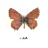  (Cacyreus fracta - KBGPB64)  @11 [ ] CreativeCommons - Attribution Non-Commercial Share-Alike (2017) Unspecified he Lepidopterists Society of Africa