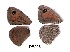  (Pseudonympha trimenii - KBGPB142)  @11 [ ] CreativeCommons - Attribution Non-Commercial Share-Alike (2017) Unspecified he Lepidopterists Society of Africa