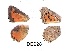  ( - KBGPB152)  @11 [ ] CreativeCommons - Attribution Non-Commercial Share-Alike (2017) Unspecified he Lepidopterists Society of Africa