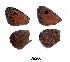 ( - KBGPB166)  @11 [ ] CreativeCommons - Attribution Non-Commercial Share-Alike (2017) Unspecified he Lepidopterists Society of Africa