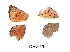  ( - KBGPB171)  @11 [ ] CreativeCommons - Attribution Non-Commercial Share-Alike (2017) Unspecified he Lepidopterists Society of Africa
