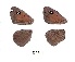  (Stygionympha irrorata - KBGPB187)  @11 [ ] CreativeCommons - Attribution Non-Commercial Share-Alike (2017) Unspecified he Lepidopterists Society of Africa