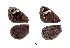  ( - KBGPB188)  @11 [ ] CreativeCommons - Attribution Non-Commercial Share-Alike (2017) Unspecified he Lepidopterists Society of Africa