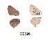  ( - KBGPB195)  @11 [ ] CreativeCommons - Attribution Non-Commercial Share-Alike (2017) Unspecified he Lepidopterists Society of Africa