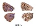  (Lepidochrysops ortygia - KBGPB207)  @11 [ ] CreativeCommons - Attribution Non-Commercial Share-Alike (2017) Unspecified he Lepidopterists Society of Africa