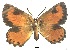  (Aloeides macmasteri - KBGPB87)  @11 [ ] CreativeCommons - Attribution Non-Commercial Share-Alike (2017) Unspecified he Lepidopterists Society of Africa