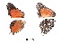  ( - KBGPB98)  @11 [ ] CreativeCommons - Attribution Non-Commercial Share-Alike (2017) Unspecified he Lepidopterists Society of Africa