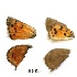  ( - KBGPB242)  @11 [ ] CreativeCommons - Attribution Non-Commercial Share-Alike (2017) Unspecified he Lepidopterists Society of Africa
