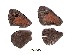  ( - KBGPB111)  @11 [ ] CreativeCommons - Attribution Non-Commercial Share-Alike (2017) Unspecified he Lepidopterists Society of Africa