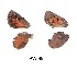 ( - KBGPB250)  @11 [ ] CreativeCommons - Attribution Non-Commercial Share-Alike (2017) Unspecified he Lepidopterists Society of Africa