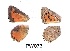  ( - KBGPB254)  @11 [ ] CreativeCommons - Attribution Non-Commercial Share-Alike (2017) Unspecified he Lepidopterists Society of Africa