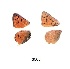  ( - KBGPB118)  @11 [ ] CreativeCommons - Attribution Non-Commercial Share-Alike (2017) Unspecified he Lepidopterists Society of Africa