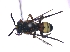 (Nomada gigas - KBGPE68)  @13 [ ] CreativeCommons - Attribution Non-Commercial Share-Alike (2018) Unspecified Agriculatural Research Council