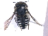  (Serapista - KBGPE103)  @13 [ ] CreativeCommons - Attribution Non-Commercial Share-Alike (2018) Unspecified Agriculatural Research Council