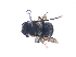  ( - KBGPE226)  @11 [ ] CreativeCommons - Attribution Non-Commercial Share-Alike (2018) Unspecified Agriculatural Research Council