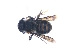  ( - KBGPE227)  @11 [ ] CreativeCommons - Attribution Non-Commercial Share-Alike (2018) Unspecified Agriculatural Research Council
