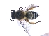  ( - KBGPE72)  @11 [ ] CreativeCommons - Attribution Non-Commercial Share-Alike (2018) Unspecified Agriculatural Research Council