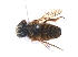  ( - KBGPE97)  @11 [ ] CreativeCommons - Attribution Non-Commercial Share-Alike (2018) Unspecified Agriculatural Research Council
