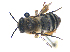  ( - KBGPE18)  @11 [ ] CreativeCommons - Attribution Non-Commercial Share-Alike (2017) Unspecified Agriculatural Research Council