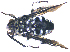  (Thyreus meripes - KBGPE19)  @13 [ ] CreativeCommons - Attribution Non-Commercial Share-Alike (2017) Unspecified Agriculatural Research Council