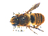  ( - KBGPE9)  @11 [ ] CreativeCommons - Attribution Non-Commercial Share-Alike (2017) Unspecified Agriculatural Research Council