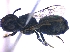 ( - KBGPE212)  @11 [ ] CreativeCommons - Attribution Non-Commercial Share-Alike (2018) Unspecified Agriculatural Research Council
