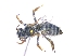  (Fidelia paradoxa - KBGPE123)  @12 [ ] CreativeCommons - Attribution Non-Commercial Share-Alike (2018) Unspecified Agriculatural Research Council