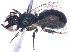  (Ceratina nyassensis - KBGPE211)  @13 [ ] CreativeCommons - Attribution Non-Commercial Share-Alike (2018) Unspecified Agriculatural Research Council