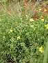  (Osteospermum muricatum - KBGPP140)  @11 [ ] CreativeCommons - Attribution Non-Commercial Share-Alike (2018) Unspecified Compton Herbarium