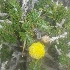  ( - KBGPP209)  @11 [ ] CreativeCommons - Attribution Non-Commercial Share-Alike (2018) Unspecified Compton Herbarium