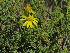  (Osteospermum leptolobum - KBGPP157)  @11 [ ] CreativeCommons - Attribution Non-Commercial Share-Alike (2018) Unspecified Compton Herbarium