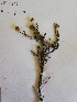  ( - KBGPP222)  @11 [ ] CreativeCommons - Attribution Non-Commercial Share-Alike (2018) Unspecified Compton Herbarium