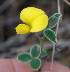  (Argyrolobium lotoides - KBGPP221)  @11 [ ] CreativeCommons - Attribution Non-Commercial Share-Alike (2018) Unspecified Compton Herbarium