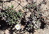  (Trichodiadema - KBGPP170)  @11 [ ] CreativeCommons - Attribution Non-Commercial Share-Alike (2018) Unspecified Compton Herbarium