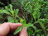  (Osteospermum calendulaceum - KBGPP171)  @11 [ ] CreativeCommons - Attribution Non-Commercial Share-Alike (2018) Unspecified Compton Herbarium