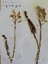  (Eriospermum bifidum - KBGPP252)  @11 [ ] CreativeCommons - Attribution Non-Commercial Share-Alike (2018) Unspecified Compton Herbarium