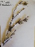 (Barleria merxmuelleri - KBGPP50)  @11 [ ] CreativeCommons - Attribution Non-Commercial Share-Alike (2018) Unspecified Compton Herbarium